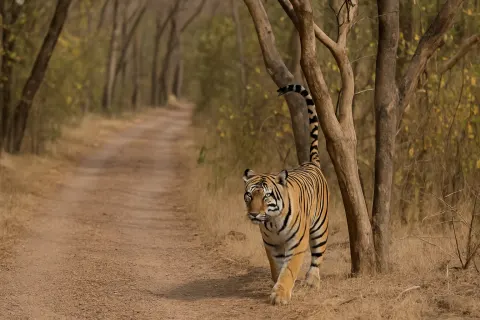Nagarhole National Park in Coorg