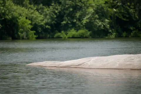 Plan your trip to Ranganathittu Bird Sanctuary in Mysore with Karthi Travels® - View 2