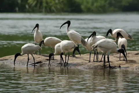 Plan your trip to Ranganathittu Bird Sanctuary in Mysore with Karthi Travels® - View 3