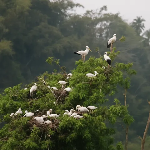 Plan your trip to Ranganathittu Bird Sanctuary in Mysore with Karthi Travels® - View 4