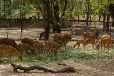 Deer Park in Ooty