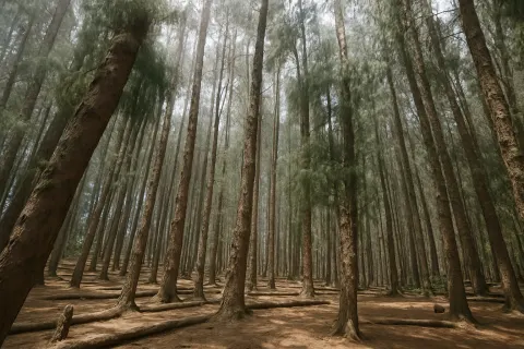 Plan your trip to Pine Forest in Ooty with Karthi Travels® - View 3