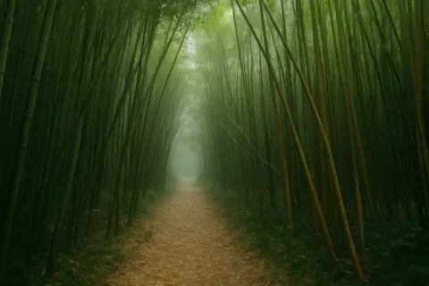 Plan your trip to Bamboo Forest (Muthanga Range) in Wayanad with Karthi Travels® - View 2