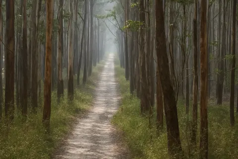 Plan your trip to Muthanga Wildlife Sanctuary in Wayanad with Karthi Travels® - View 4