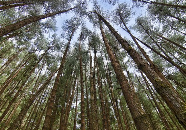 Pine forests, Kodaikanal - Karthi Travels | Sholingur - Kodaikanal & Valparai Tour