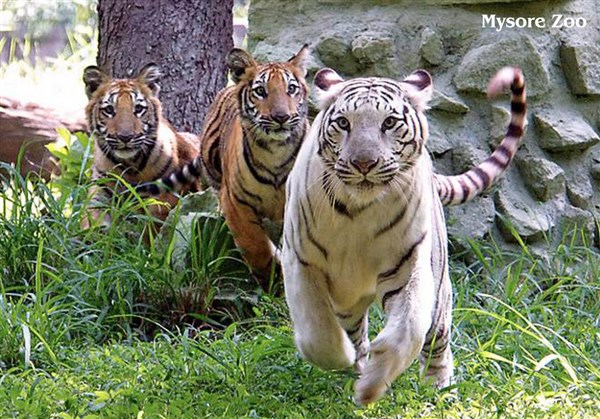Mysore Zoo, Mysore - Karthi Travels | CMC - Mysore Tour