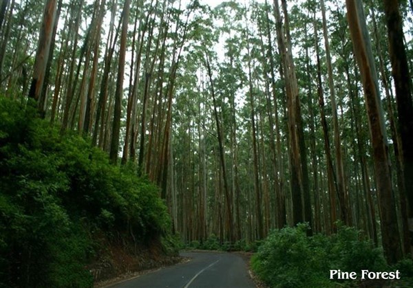 Pine Forest, Ooty - Karthi Travels | Arcot - Ooty Tour