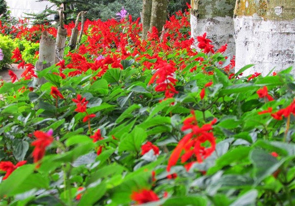 Silk Farm & Rose Garden, Yercaud - Karthi Travels | Vaniyambadi - Yercaud Tour