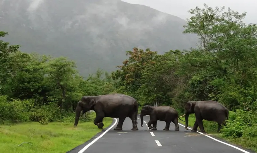 'Dindigul to Ooty, Masinagudi'